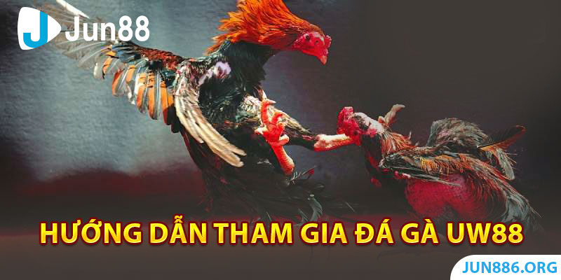 Hướng dẫn tham gia vào đá gà jun88